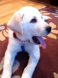 Meet your Posher, Jenny